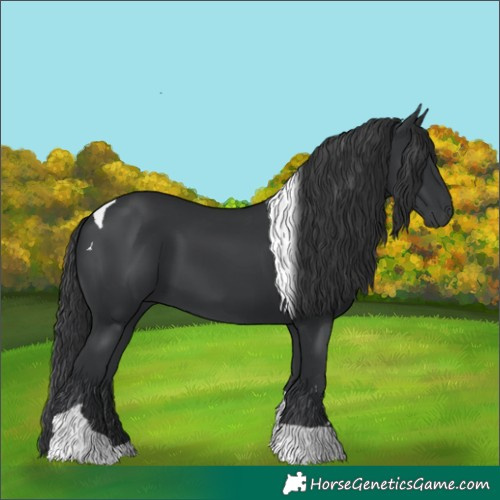 Horse Color:Black Tobiano 