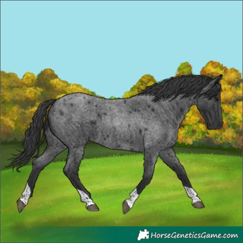 Horse Color:Blue Roan Tobiano 