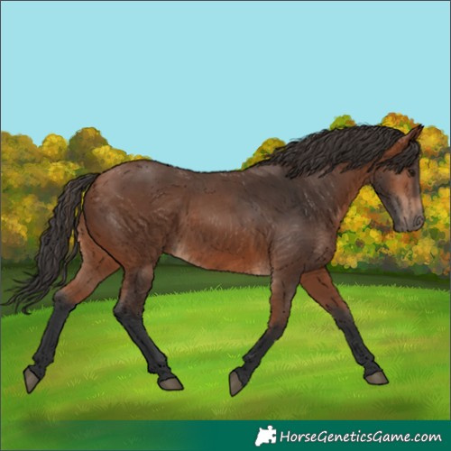 Horse Color:Bay 