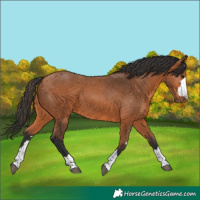 Horse Color:Bay 
