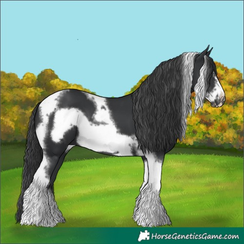 Horse Color:Black Tobiano Frame 