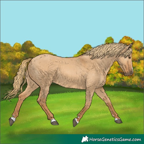 Horse Color:Red Dun 