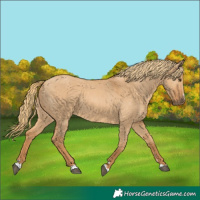 Horse Color:Red Dun