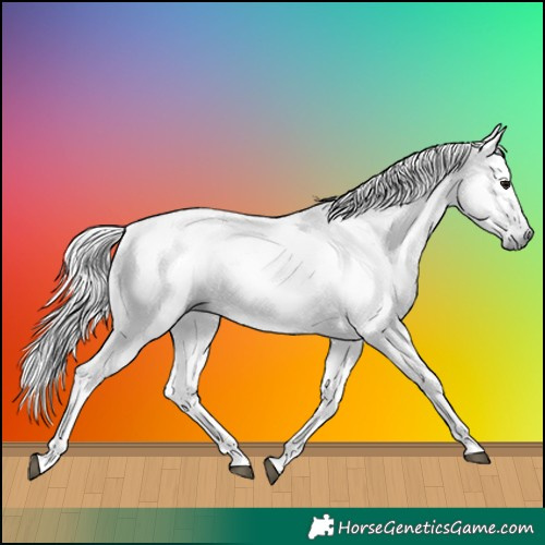 Horse Color:Gray Black 