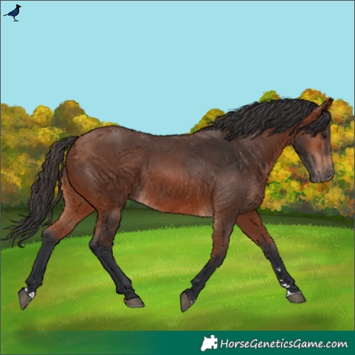 Horse Color:Bay 