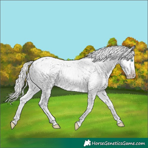 Horse Color:Silver Amber Champagne Roan Dun Splash Tobiano Frame Appaloosa Rabicano 