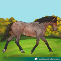 Horse Color:Bay Roan 