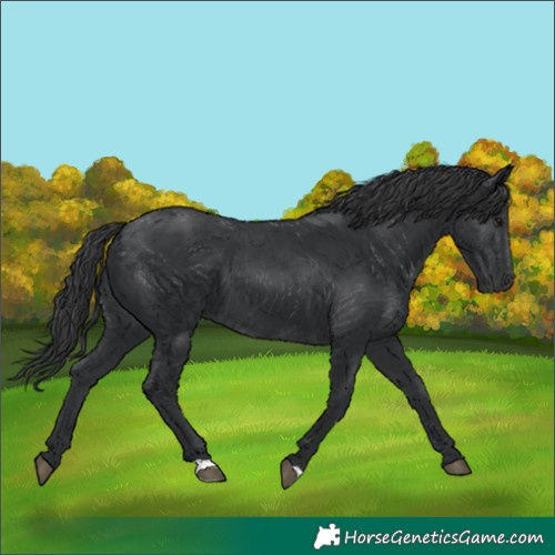 Horse Color:Black 