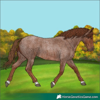 Horse Color:Red Roan 