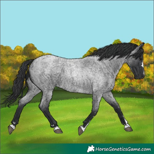 Horse Color:Blue Roan 