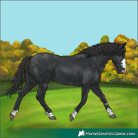 Horse Color:Black 