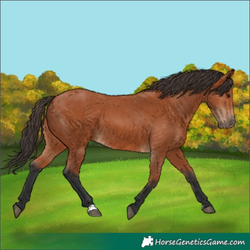 Horse Color:Bay 