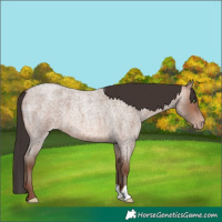 Horse Color:Sable Champagne Roan 