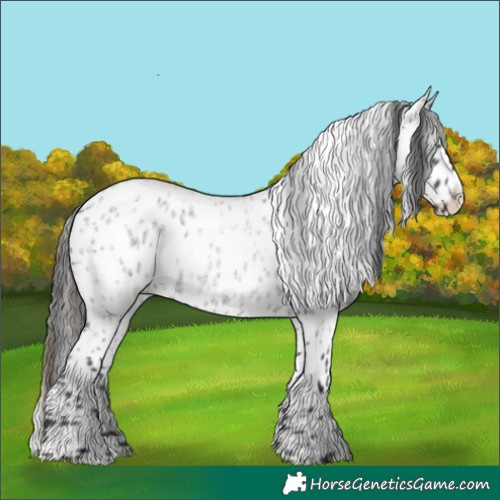 Horse Color:Blue Roan Appaloosa Rabicano 