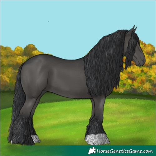 Horse Color:Black 