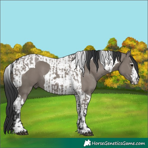 Horse Color:Grullo  and Grullo Tobiano 