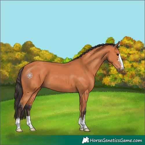 Horse Color:Bay 