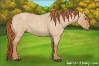 Horse Color:Red Dun Roan