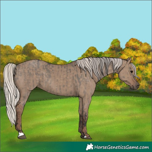 Horse Color:Grullo and Silver Grullo