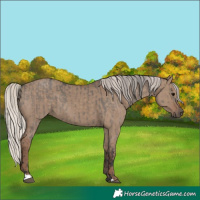 Horse Color:Grullo  and Silver Grullo 