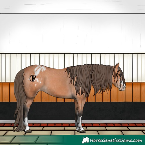 Horse Color:Bay Appaloosa 