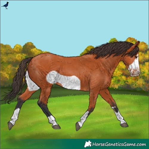 Horse Color:Bay Frame 