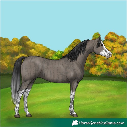 Horse Color:Grullo  and Grullo Splash 