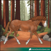 Horse Color:Chestnut 