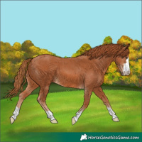 Horse Color:Chestnut 