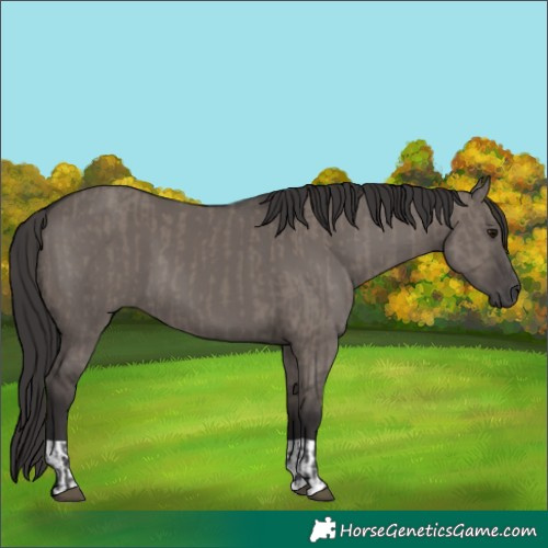 Horse Color:Smoky Grullo and Smoky Grullo