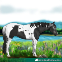Horse Color:Gray Black Tobiano