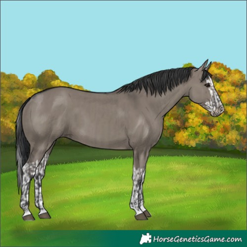 Horse Color:Grullo and Grullo Splash