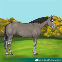 Horse Color:Grullo and Grullo Splash