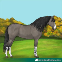 Horse Color:Grullo and Grullo