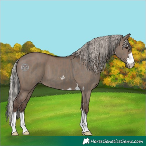 Horse Color:Grullo  and Silver Grullo 