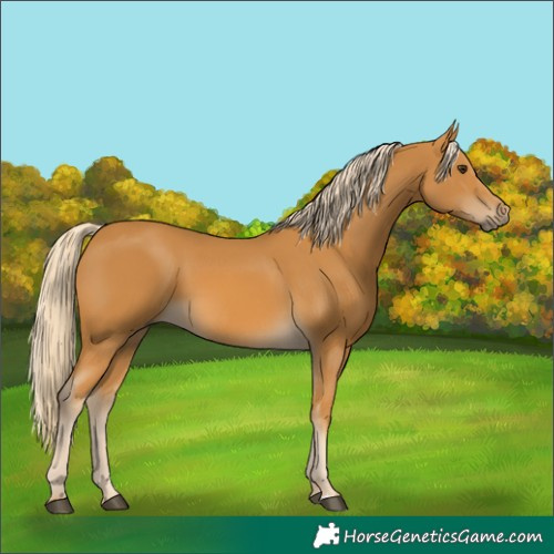 Horse Color:Palomino