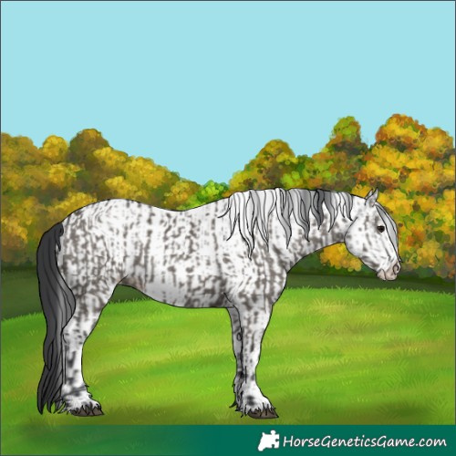 Horse Color:Grullo  and White Spotted Grullo 