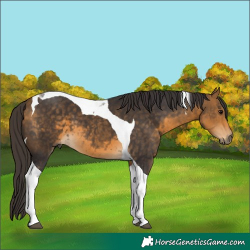 Horse Color:Buckskin Tobiano 