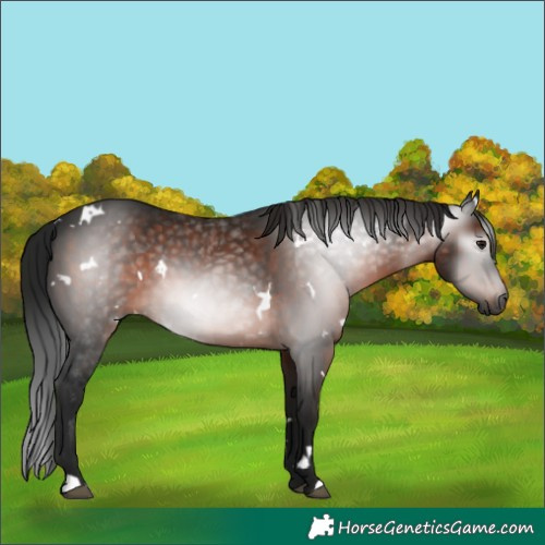 Horse Color:Gray White Spotted Brown 