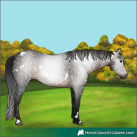 Horse Color:Gray White Spotted Brown 
