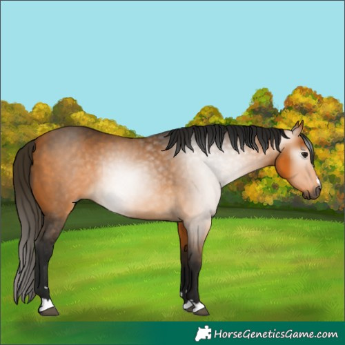 Horse Color:Gray Buckskin 