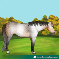 Horse Color:Gray Buckskin 
