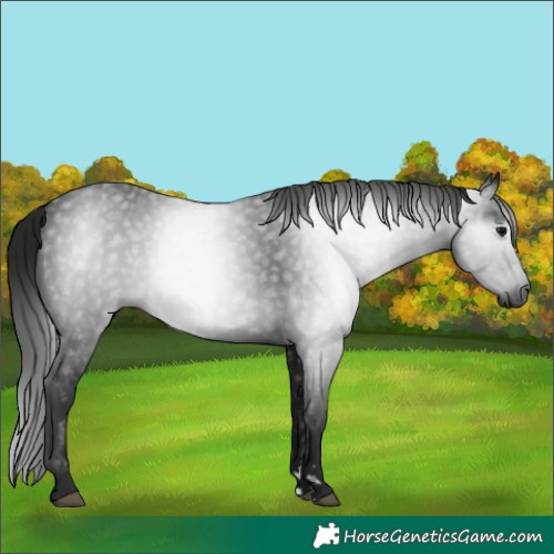 Horse Color:Gray Black 