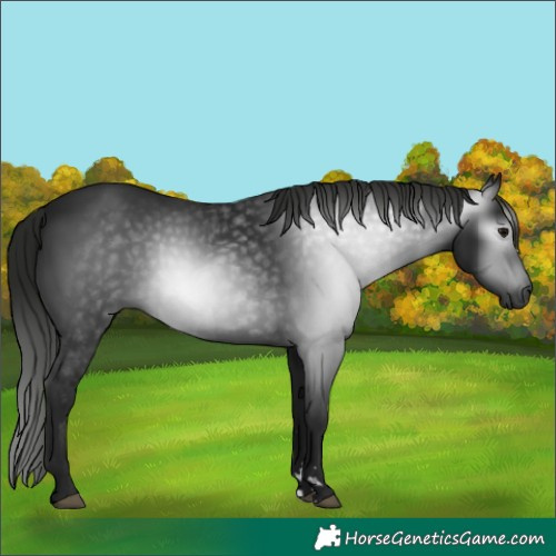 Horse Color:Gray Black 