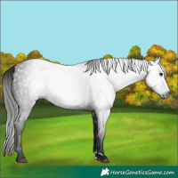 Horse Color:Gray Black
