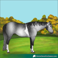 Horse Color:Gray Black Tobiano 