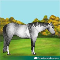 Horse Color:Gray Black Tobiano