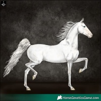 Horse Color:Cremello Roan Near Leopard 
