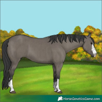 Horse Color:Grullo and Grullo