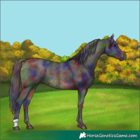 Horse Color:Nacre Buckskin